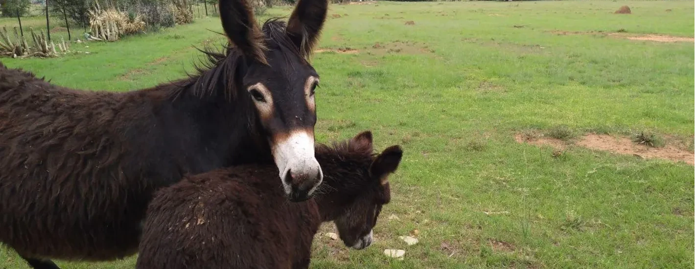 Smithfield House is home to numerous rescued animals